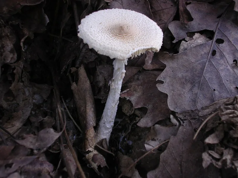 Lepiota pygmaea (Lepiota pygmaea) — photo mycologique