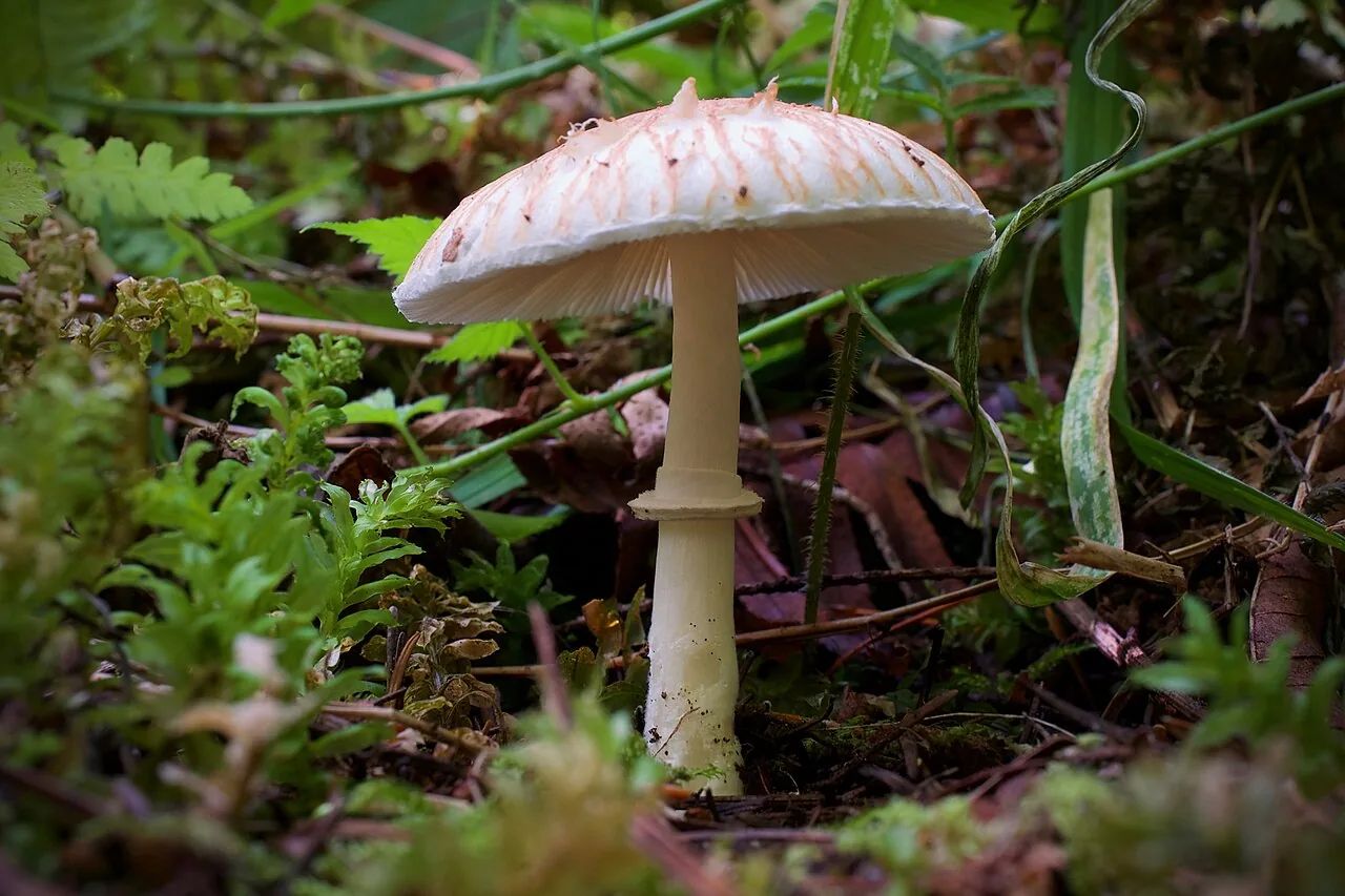 Lepiota rubrotinctoides (Lepiota rubrotinctoides) — photo mycologique
