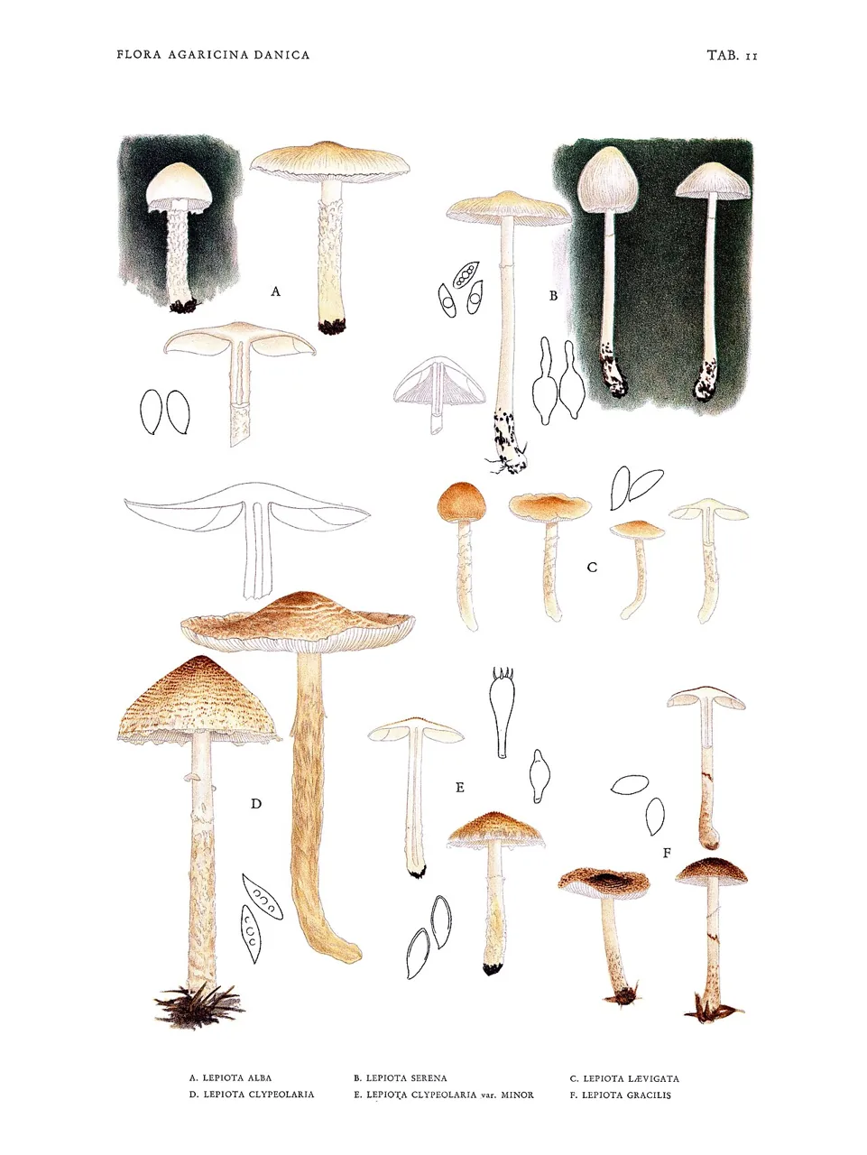 Lepiota subgracilis (Lepiota subgracilis) — photo mycologique