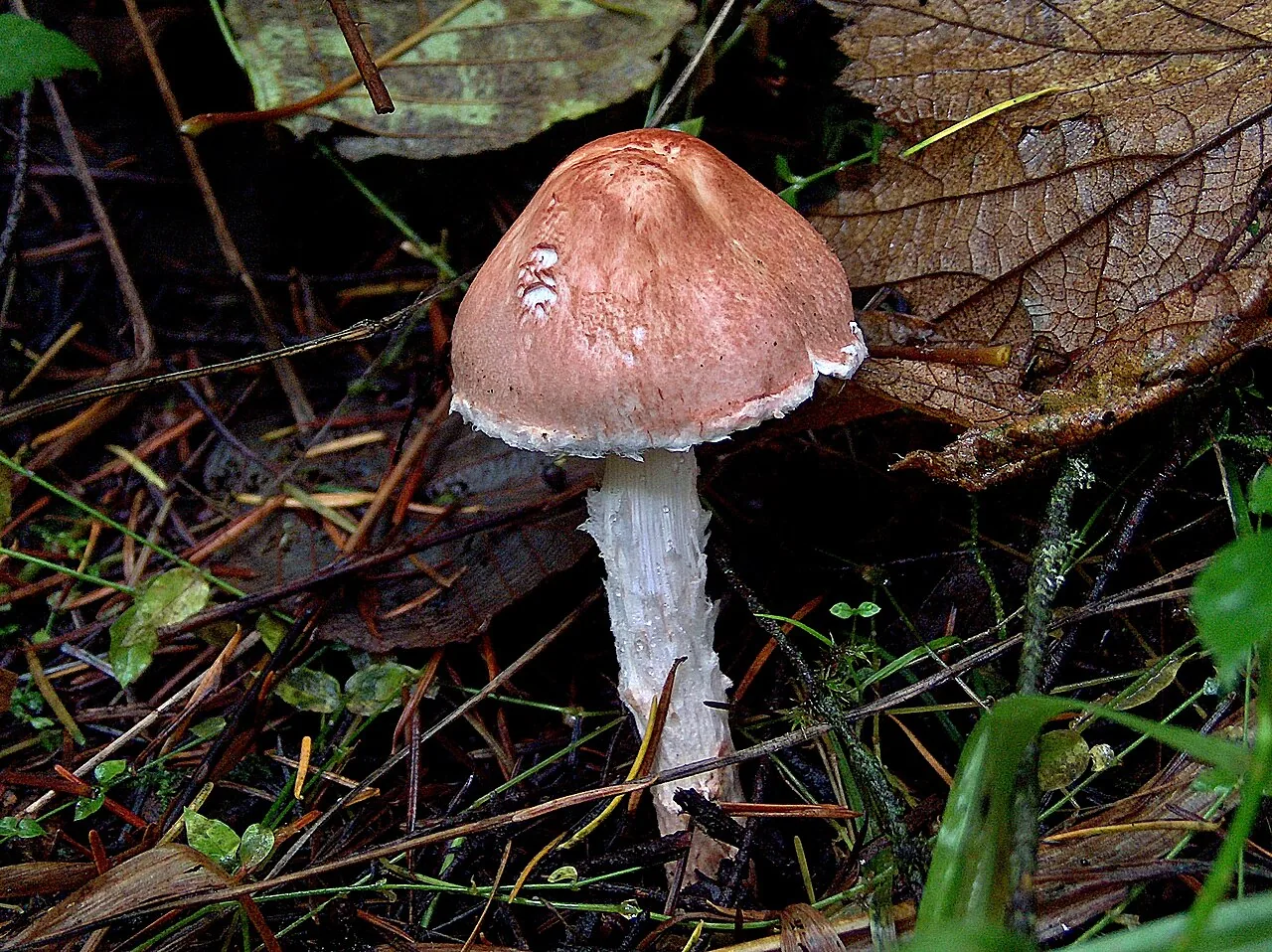 Lepiota subincarnata (Lepiota subincarnata) — photo mycologique
