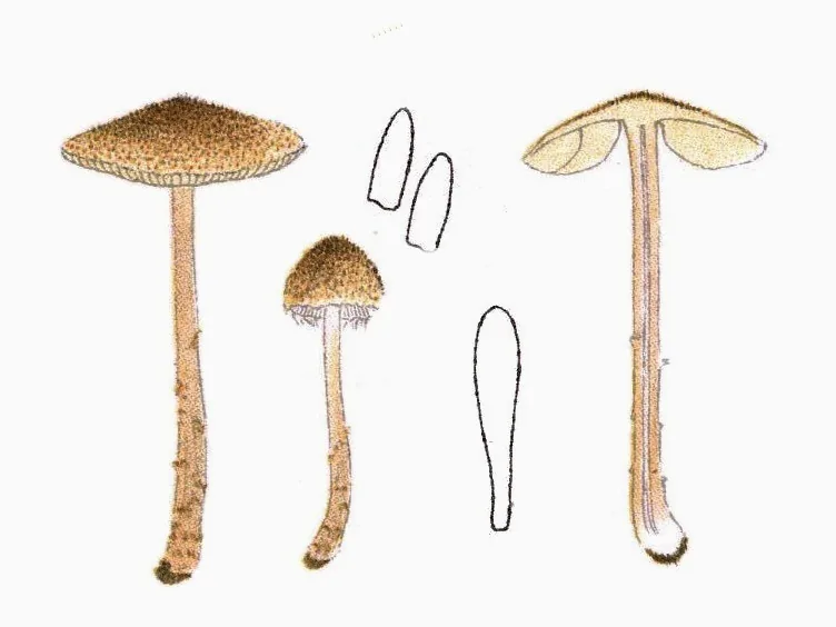 Lepiota tomentella (Lepiota tomentella) — photo mycologique