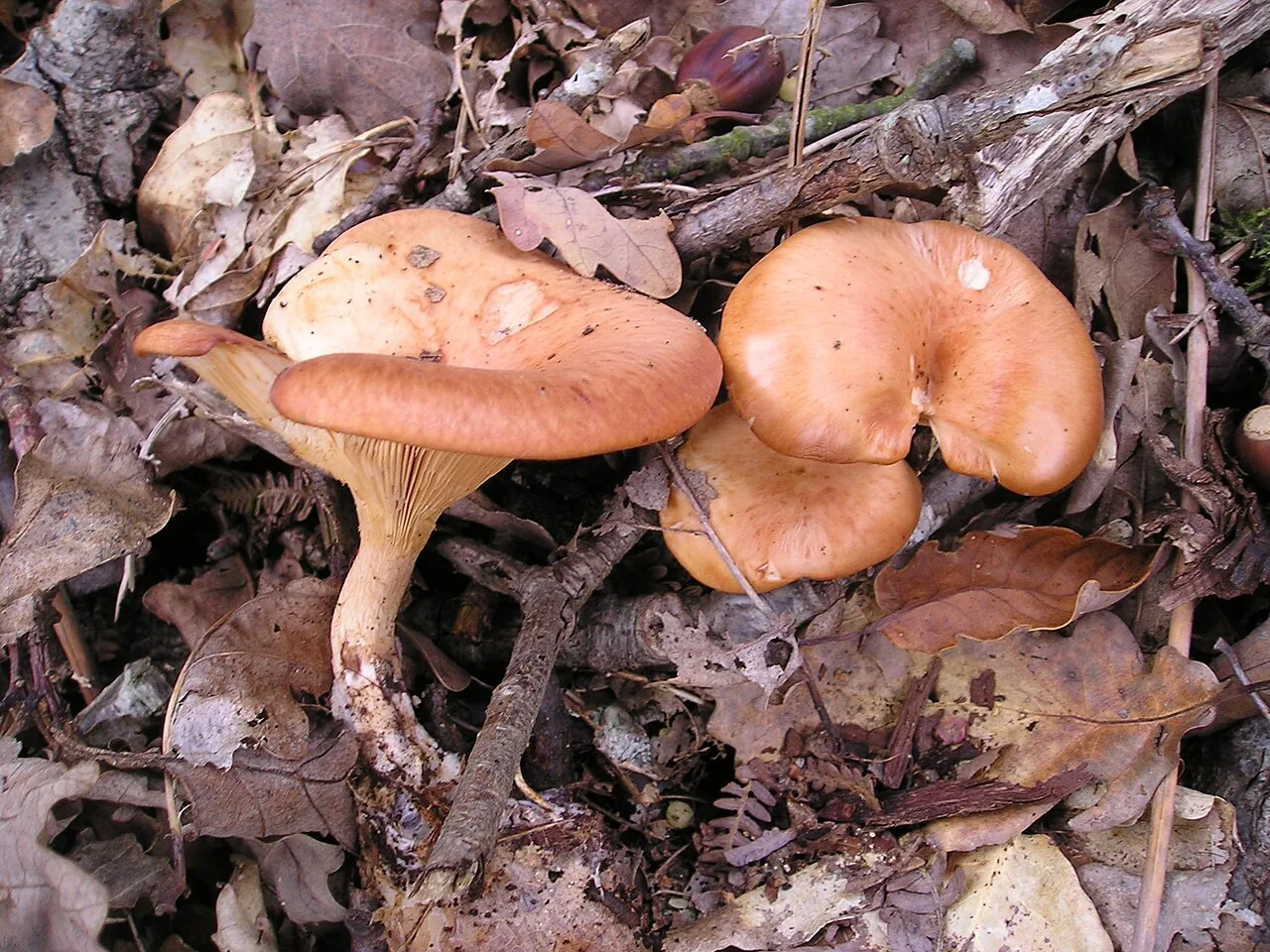 Lepista barbara (Lepista barbara) — photo mycologique
