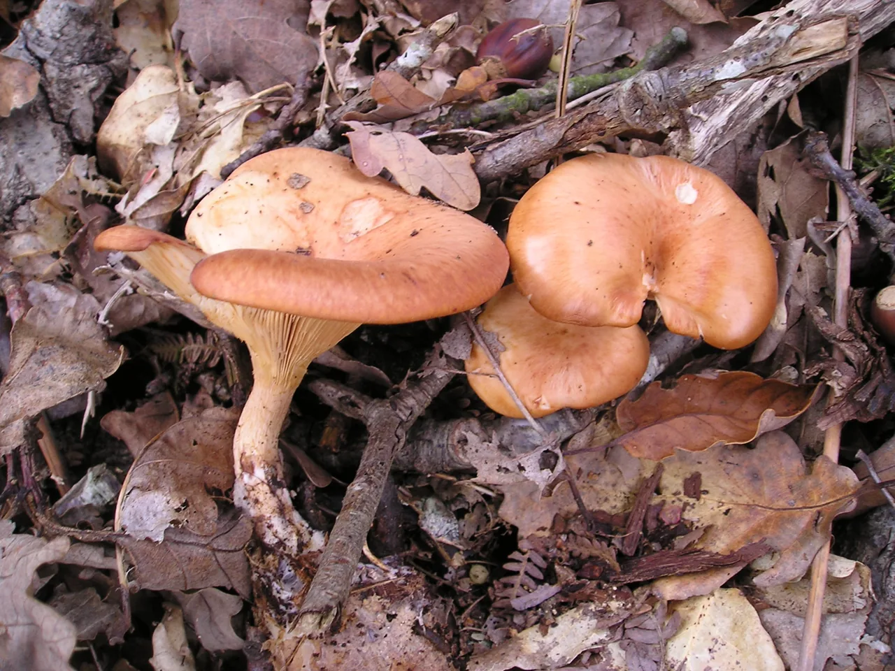 Lepista cyanophaea (Lepista cyanophaea) — photo mycologique
