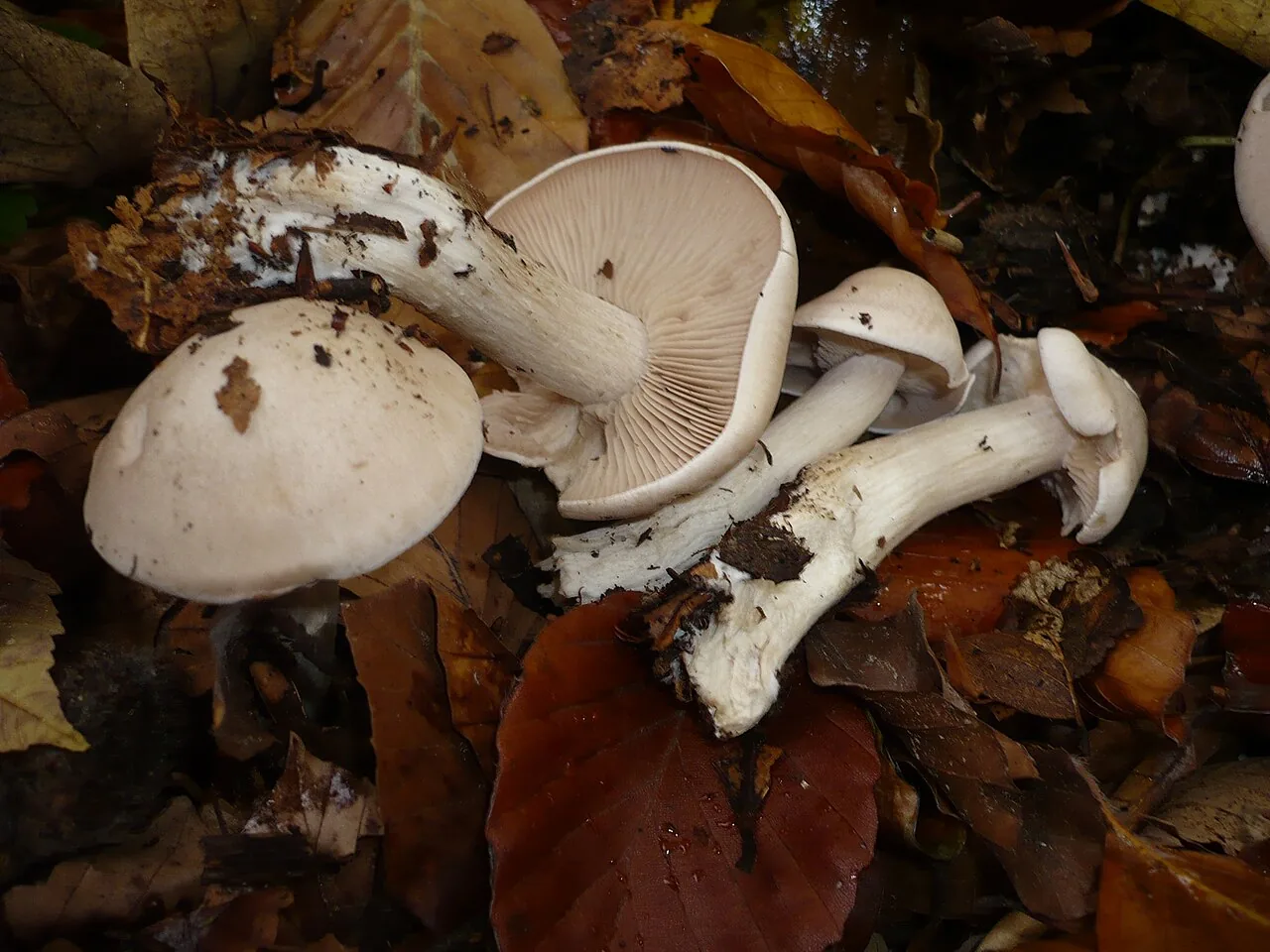 Lepista irina (Lepista irina) — photo mycologique