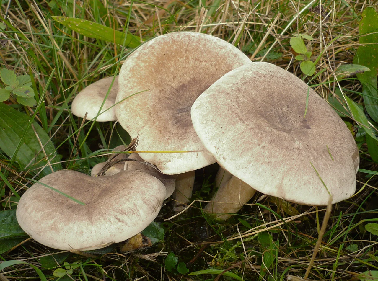 Lepista luscina (Lepista luscina) — photo mycologique