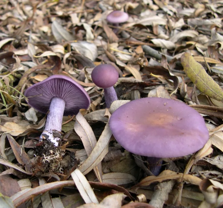Lepista nuda (Lepista nuda) — photo mycologique