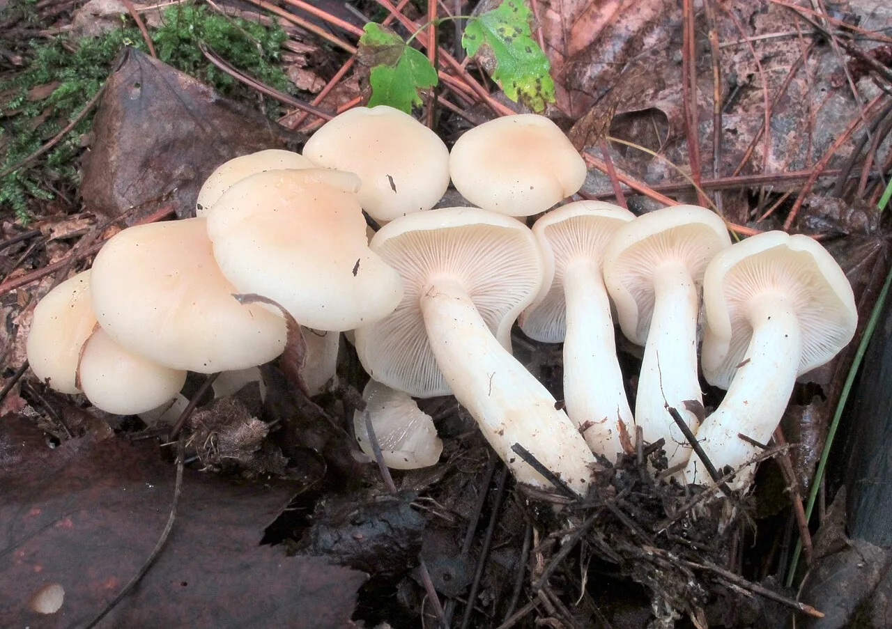 Lepista subconnexa (Lepista subconnexa) — photo mycologique
