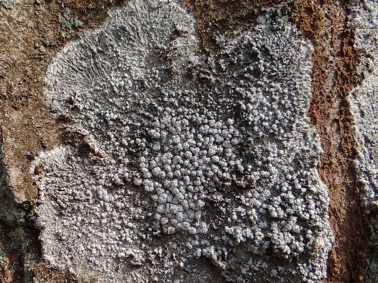 Lepra amara (Lepra amara) — photo mycologique