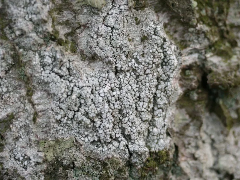 Lepra violacea (Lepra violacea) — photo mycologique
