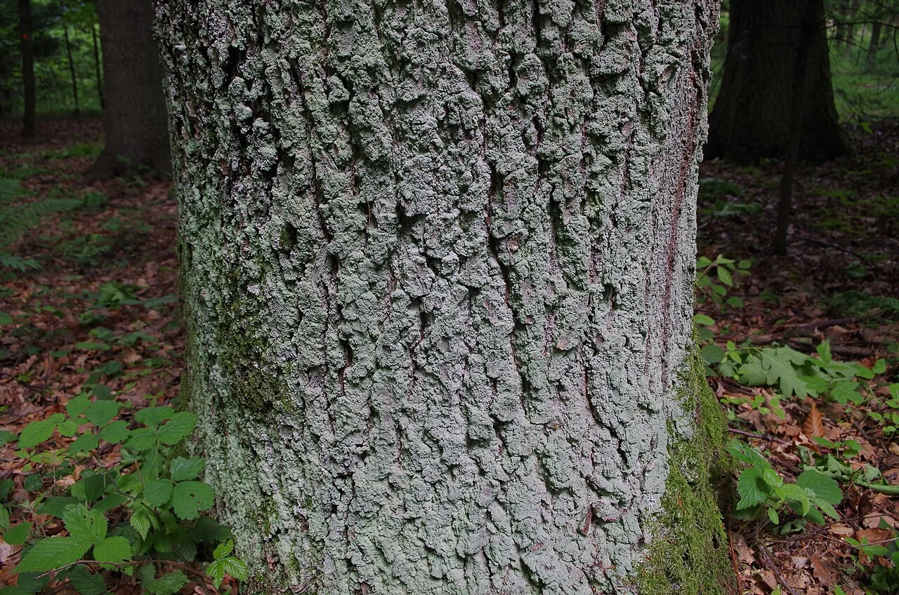 Lepraria borealis (Lepraria borealis) — photo mycologique