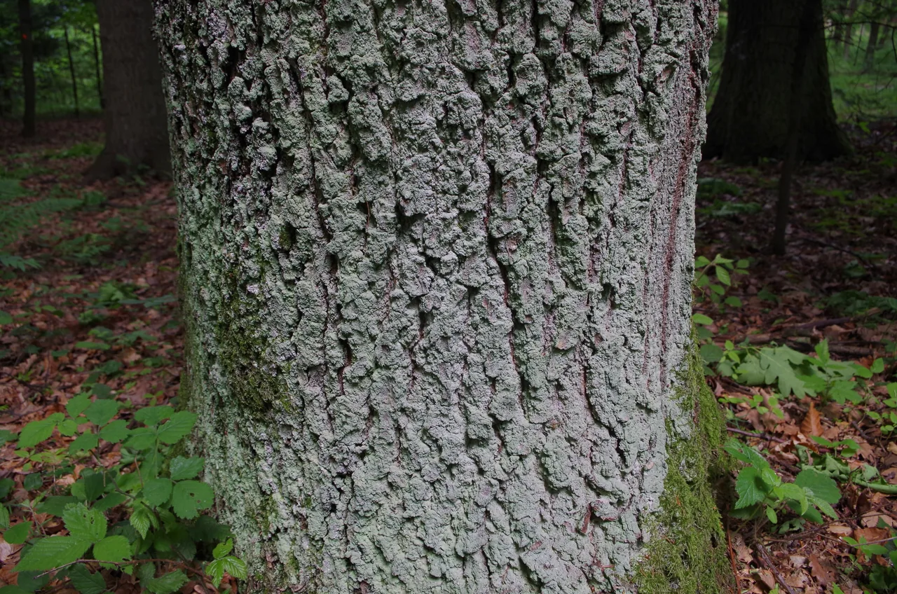 Lepraria congesta (Lepraria congesta) — photo mycologique