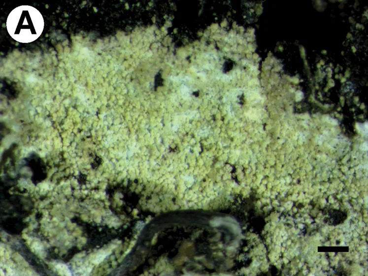 Lepraria cryptovouauxii (Lepraria cryptovouauxii) — photo mycologique