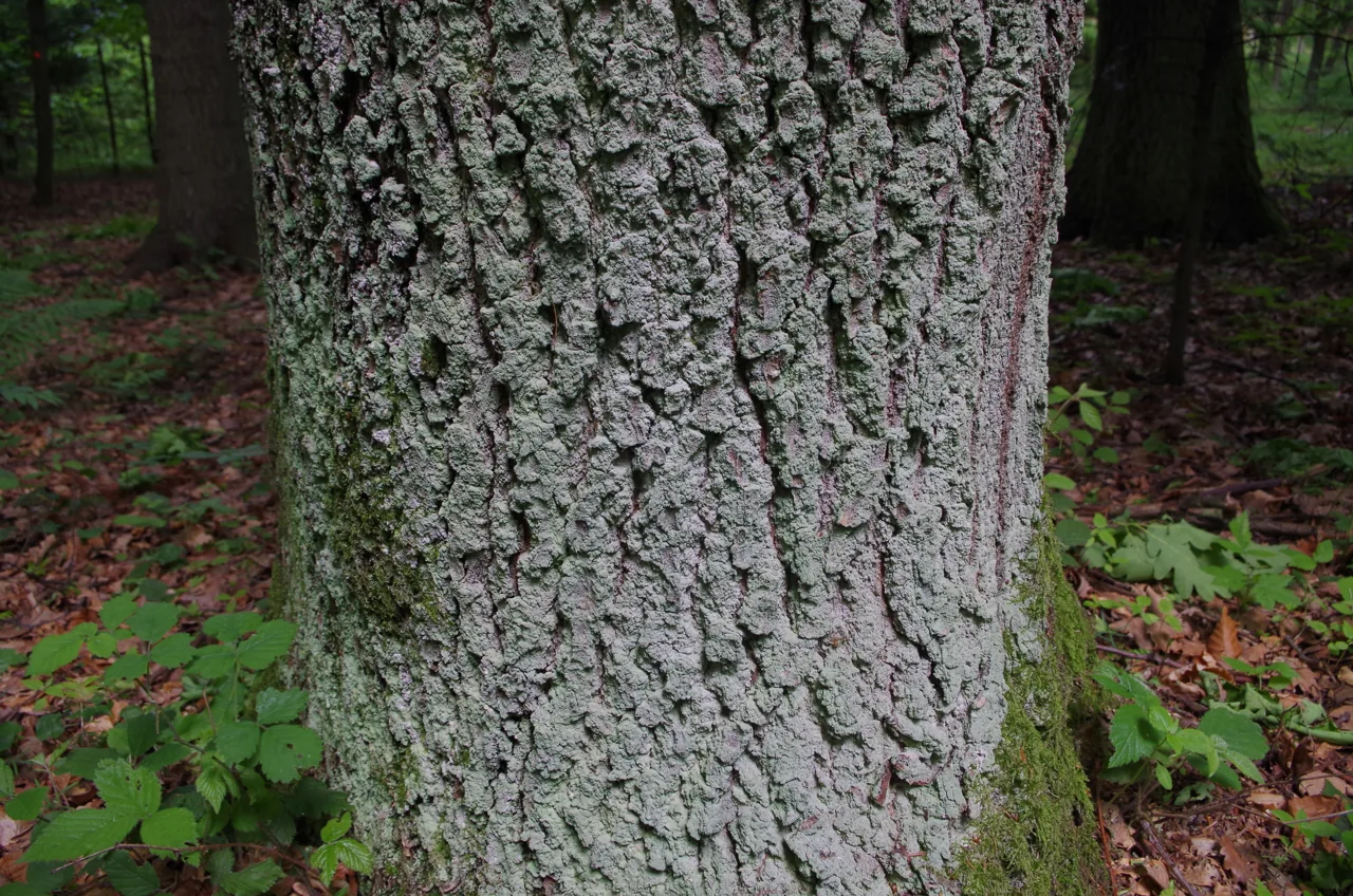 Lepraria diffusa (Lepraria diffusa) — photo mycologique
