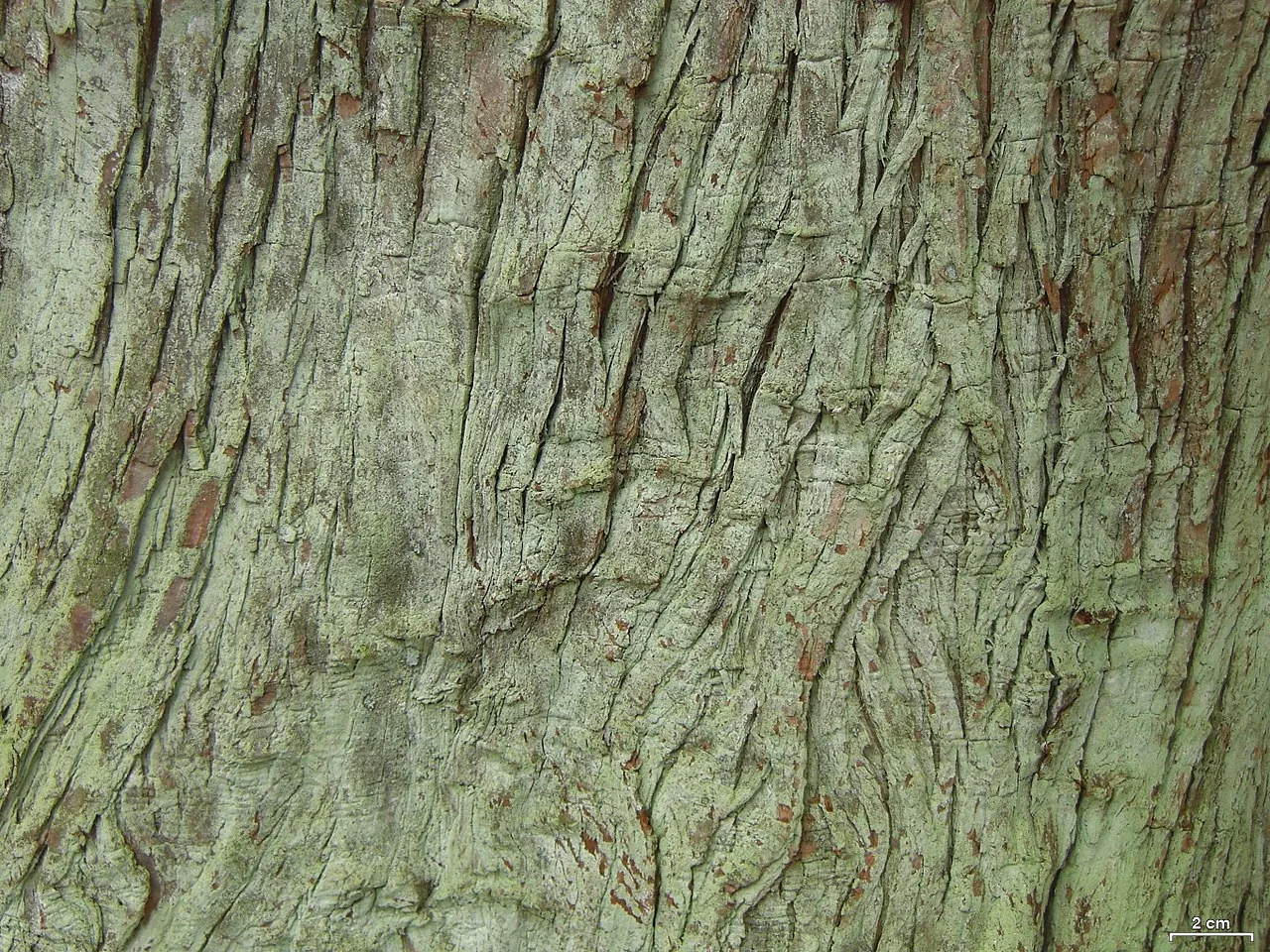 Lepraria friabilis (Lepraria friabilis) — photo mycologique