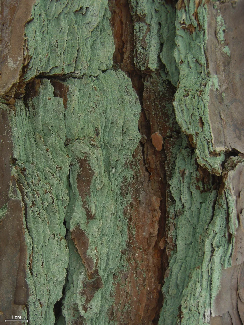 Lepraria harrisiana (Lepraria harrisiana) — photo mycologique