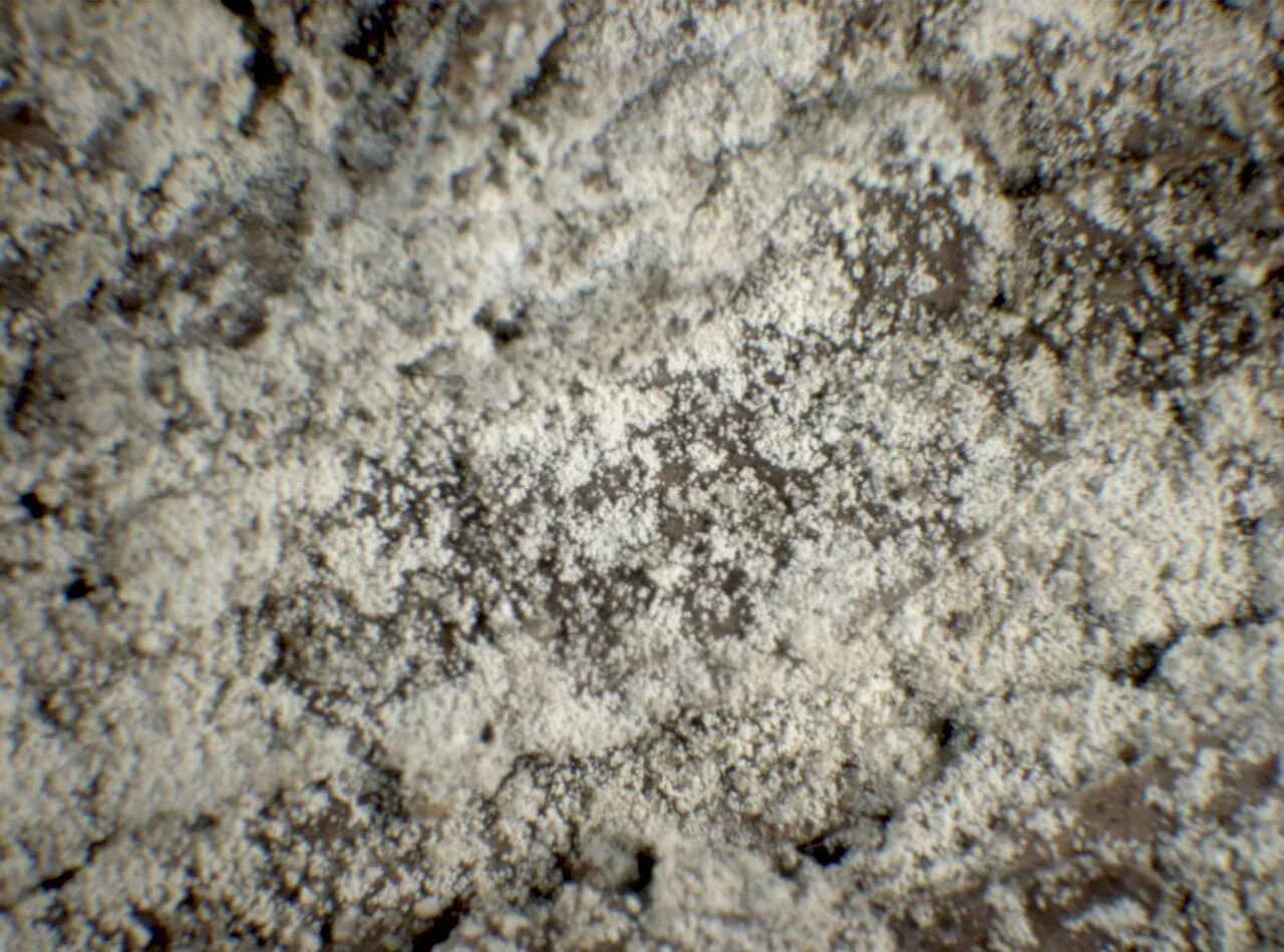 Lepraria jackii (Lepraria jackii) — photo mycologique