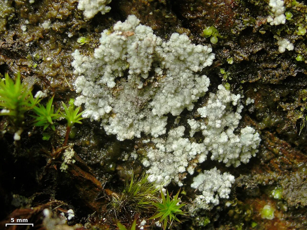 Lepraria lanata (Lepraria lanata) — photo mycologique