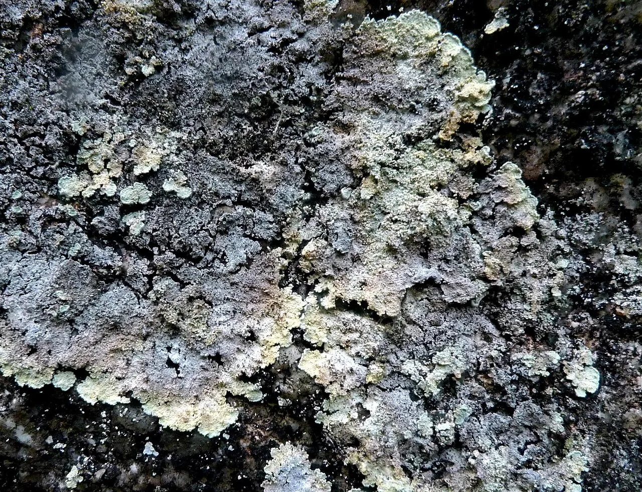 Lepraria membranacea (Lepraria membranacea) — photo mycologique