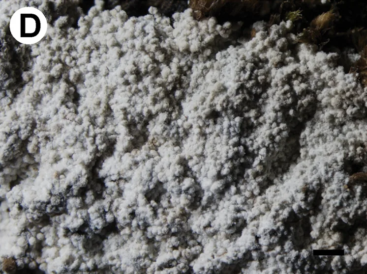 Lepraria nothofagi (Lepraria nothofagi) — photo mycologique