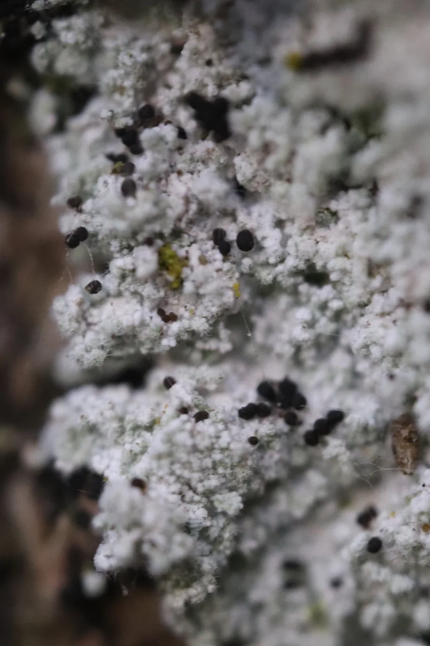 Lepraria rigidula (Lepraria rigidula) — photo mycologique