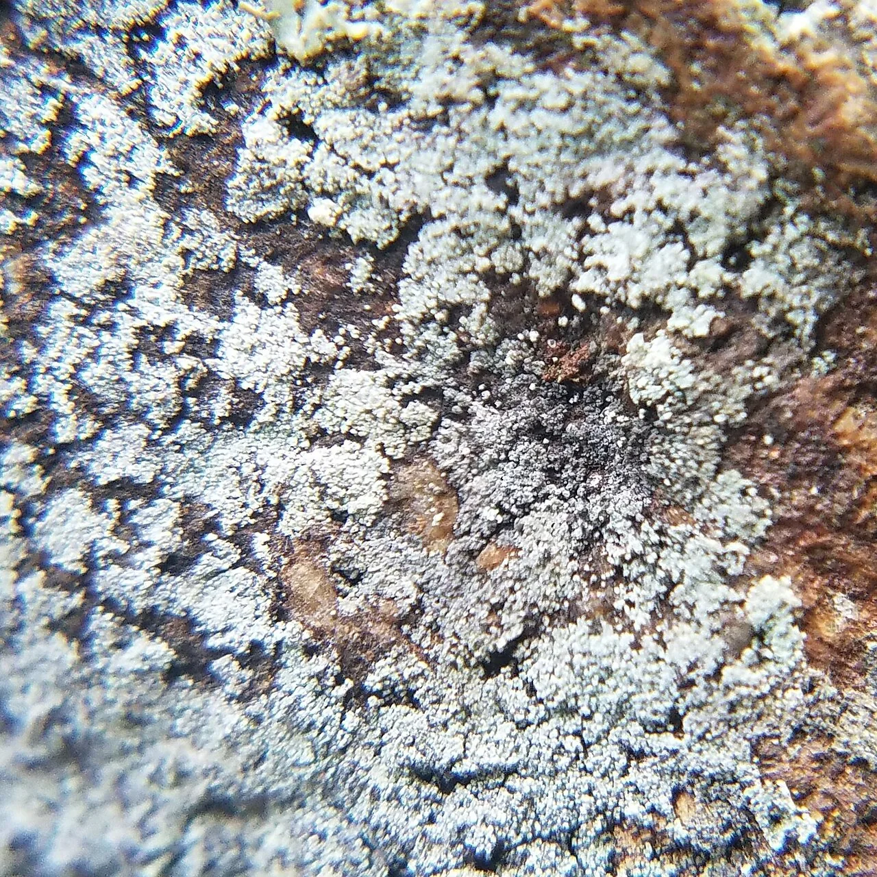 Leprocaulon adhaerens (Leprocaulon adhaerens) — photo mycologique