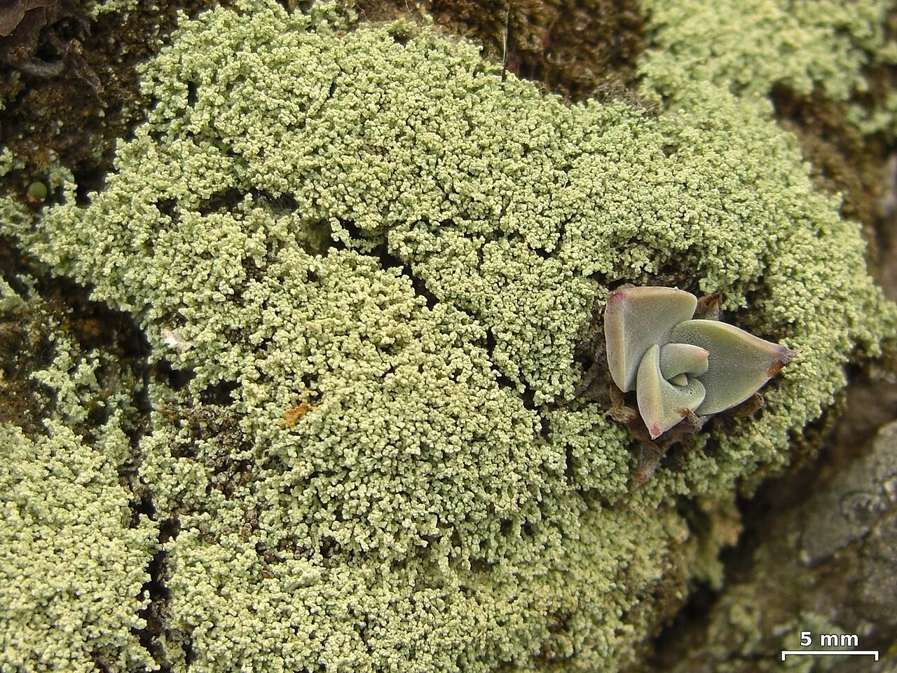 Leprocaulon americanum (Leprocaulon americanum) — photo mycologique