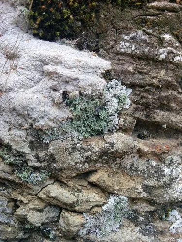 Leprocaulon quisquiliare (Leprocaulon quisquiliare) — photo mycologique