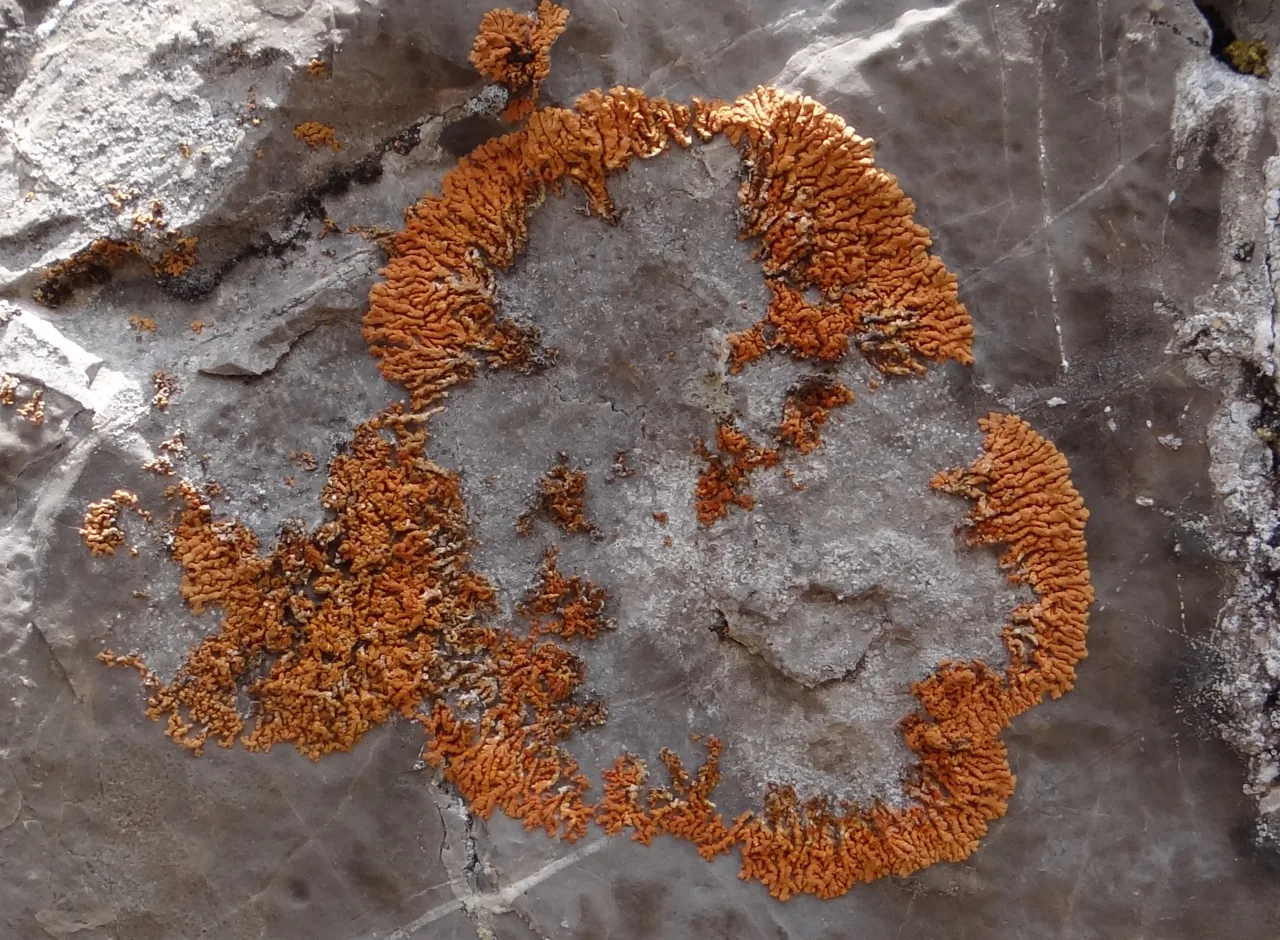 Leproplaca cirrochroa (Leproplaca cirrochroa) — photo mycologique