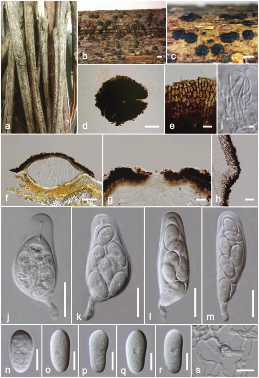 Leptodiscella africana (Leptodiscella africana) — photo mycologique