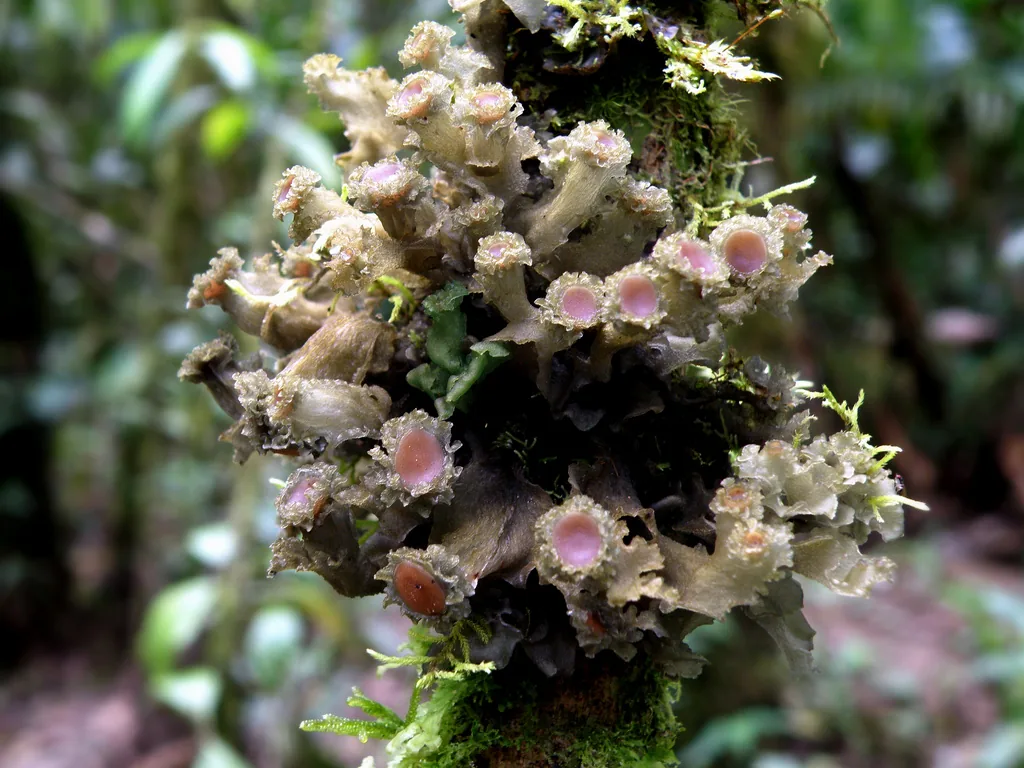 Leptogium quilombense (Leptogium quilombense) — photo mycologique