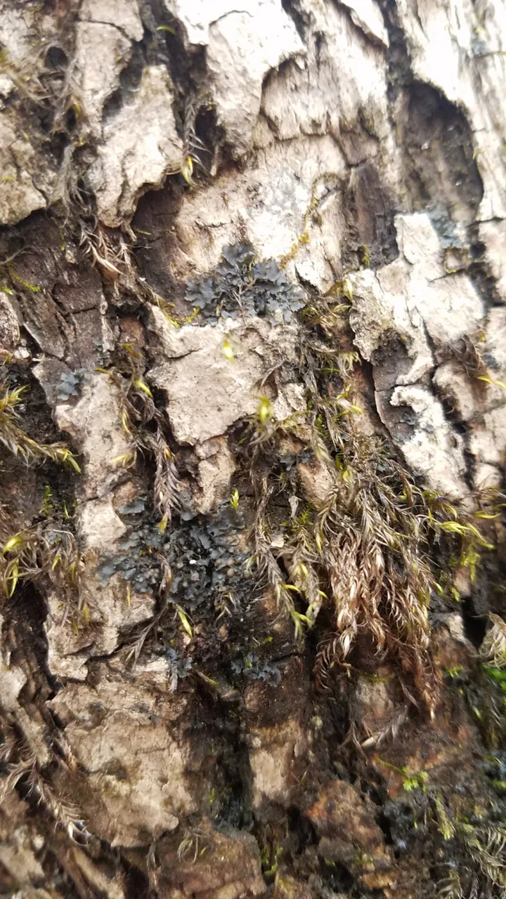 Leptogium rivulare (Leptogium rivulare) — photo mycologique