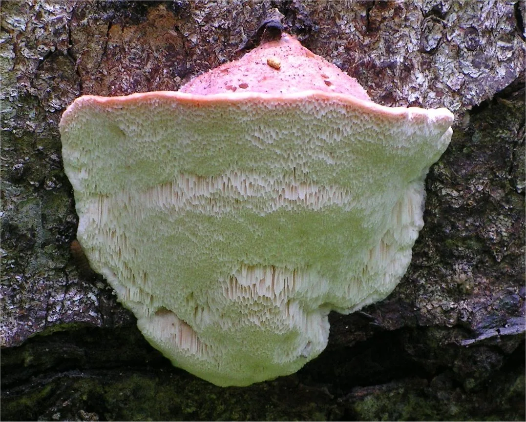 Leptoporus schulzeri (Leptoporus schulzeri) — photo mycologique