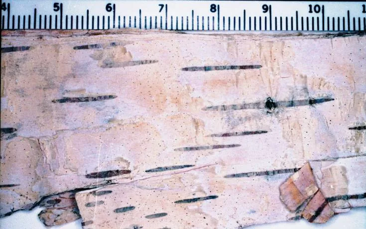 Leptorhaphis epidermidis (Leptorhaphis epidermidis) — photo mycologique