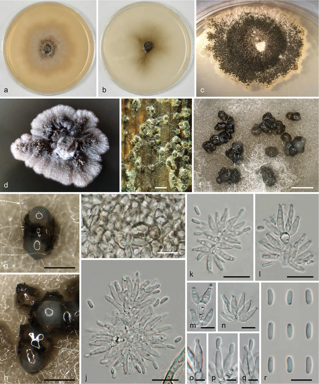 Leptosillia mimosae (Leptosillia mimosae) — photo mycologique