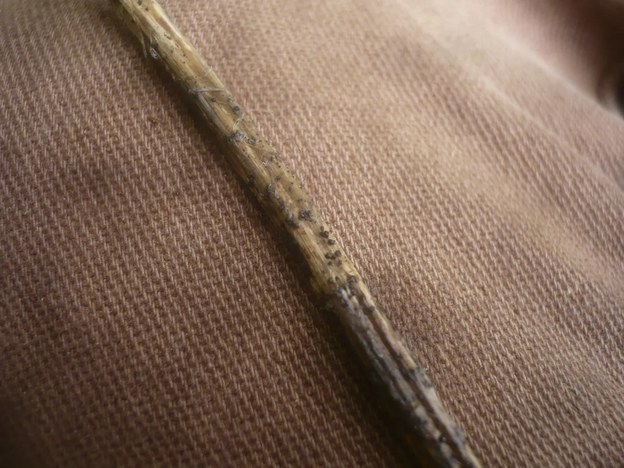 Leptosphaeria pedicularis (Leptosphaeria pedicularis) — photo mycologique