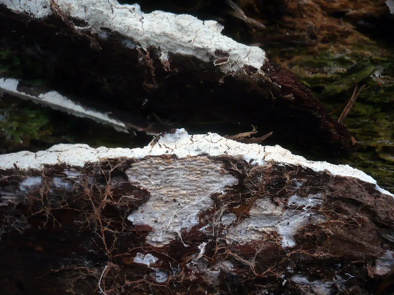 Leptosporomyces mundus (Leptosporomyces mundus) — photo mycologique