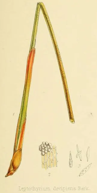 Leptothyrium castaneae (Leptothyrium castaneae) — photo mycologique