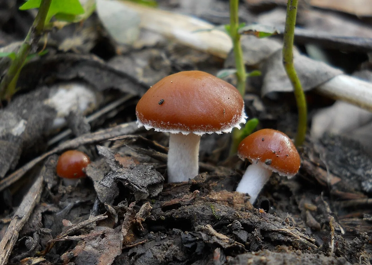 Leratiomyces ceres (Leratiomyces ceres) — photo mycologique
