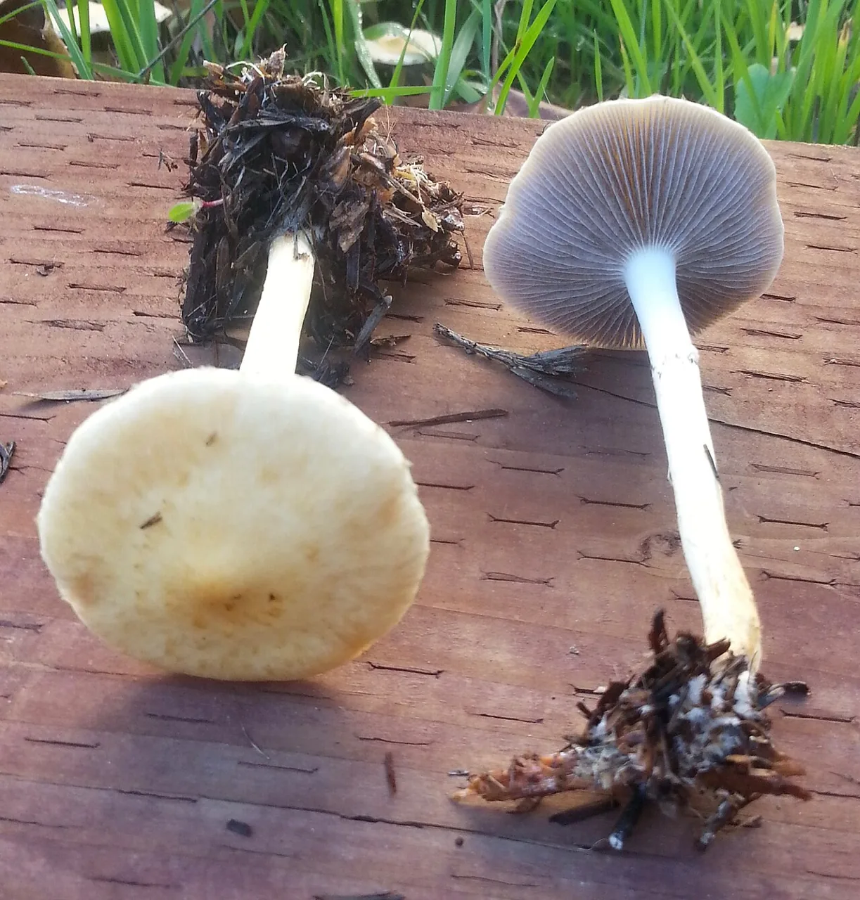 Leratiomyces percevalii (Leratiomyces percevalii) — photo mycologique