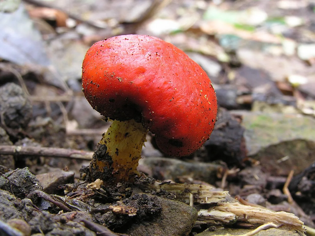 Leratiomyces tesquorum (Leratiomyces tesquorum) — photo mycologique