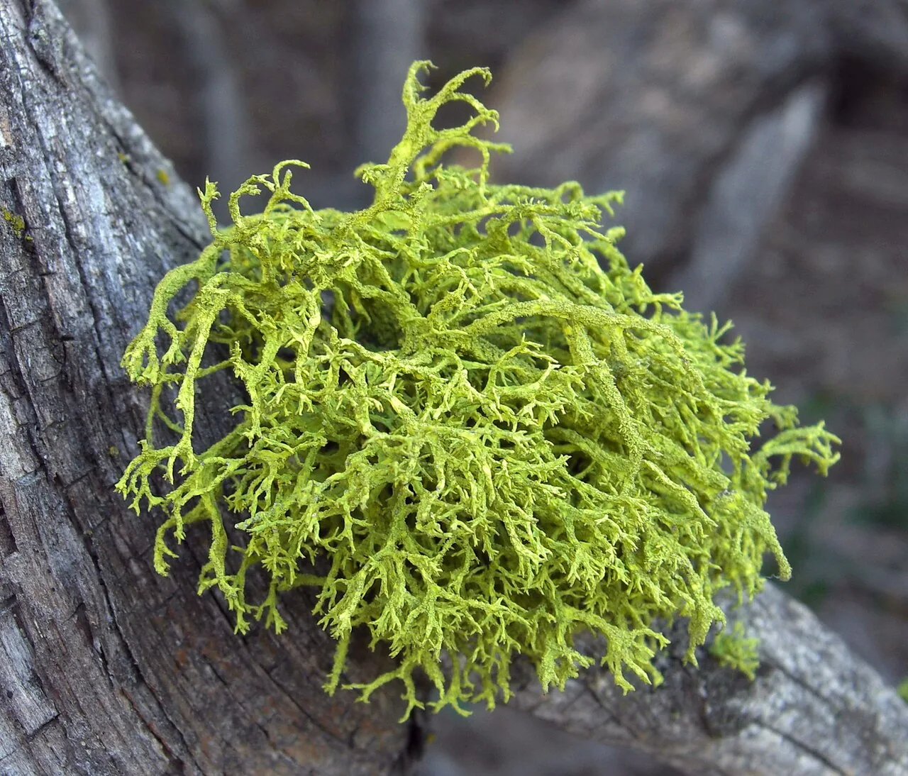 Letharia gracilis (Letharia gracilis) — photo mycologique