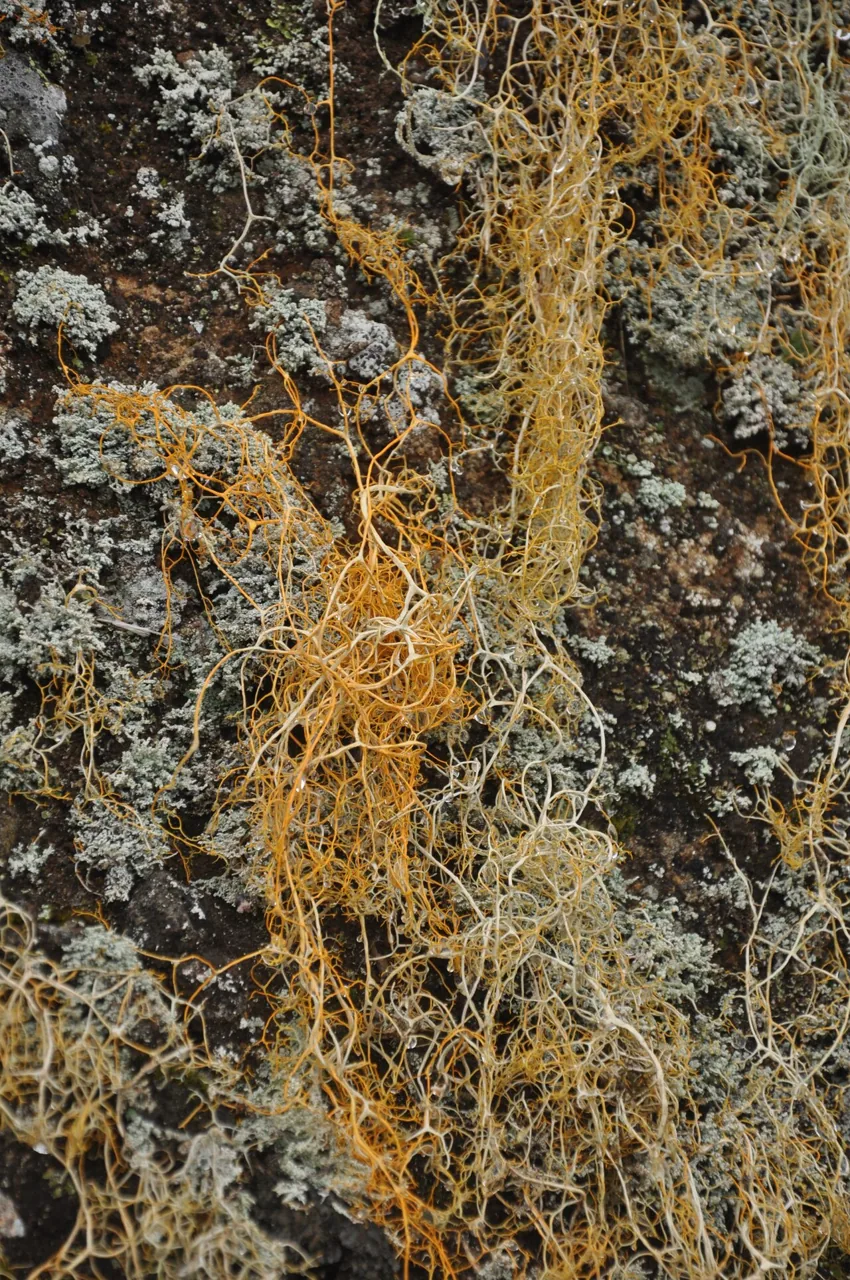 Lethariella cashmeriana (Lethariella cashmeriana) — photo mycologique