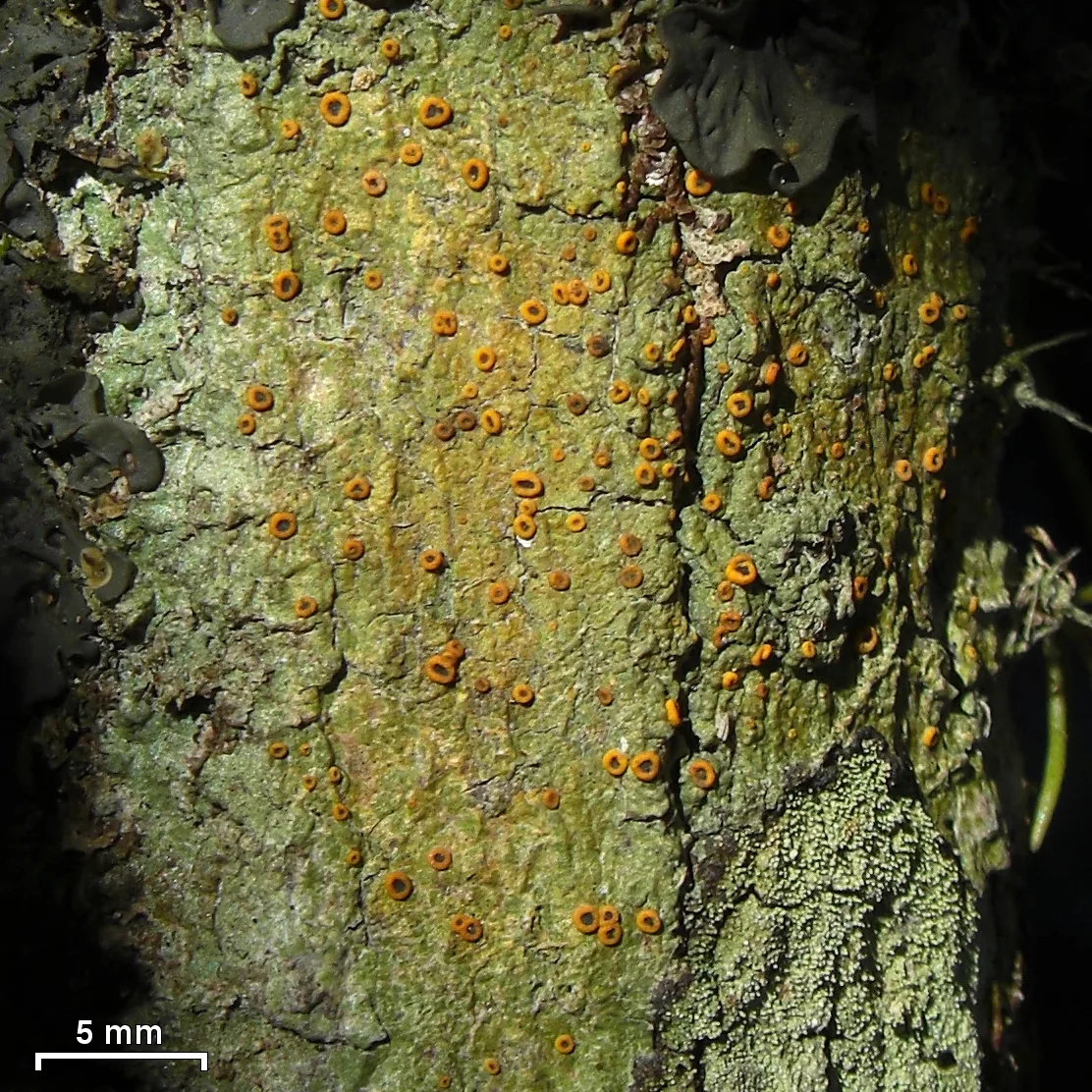 Letrouitia leprolyta (Letrouitia leprolyta) — photo mycologique