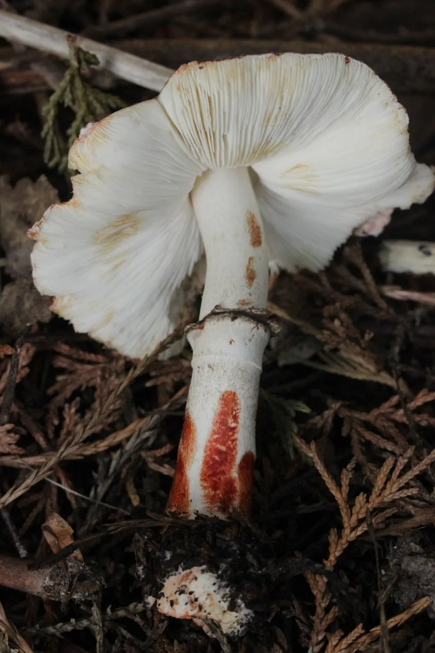 Leucoagaricus badhamii (Leucoagaricus badhamii) — photo mycologique
