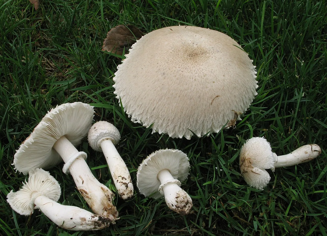 Leucoagaricus barssii (Leucoagaricus barssii) — photo mycologique