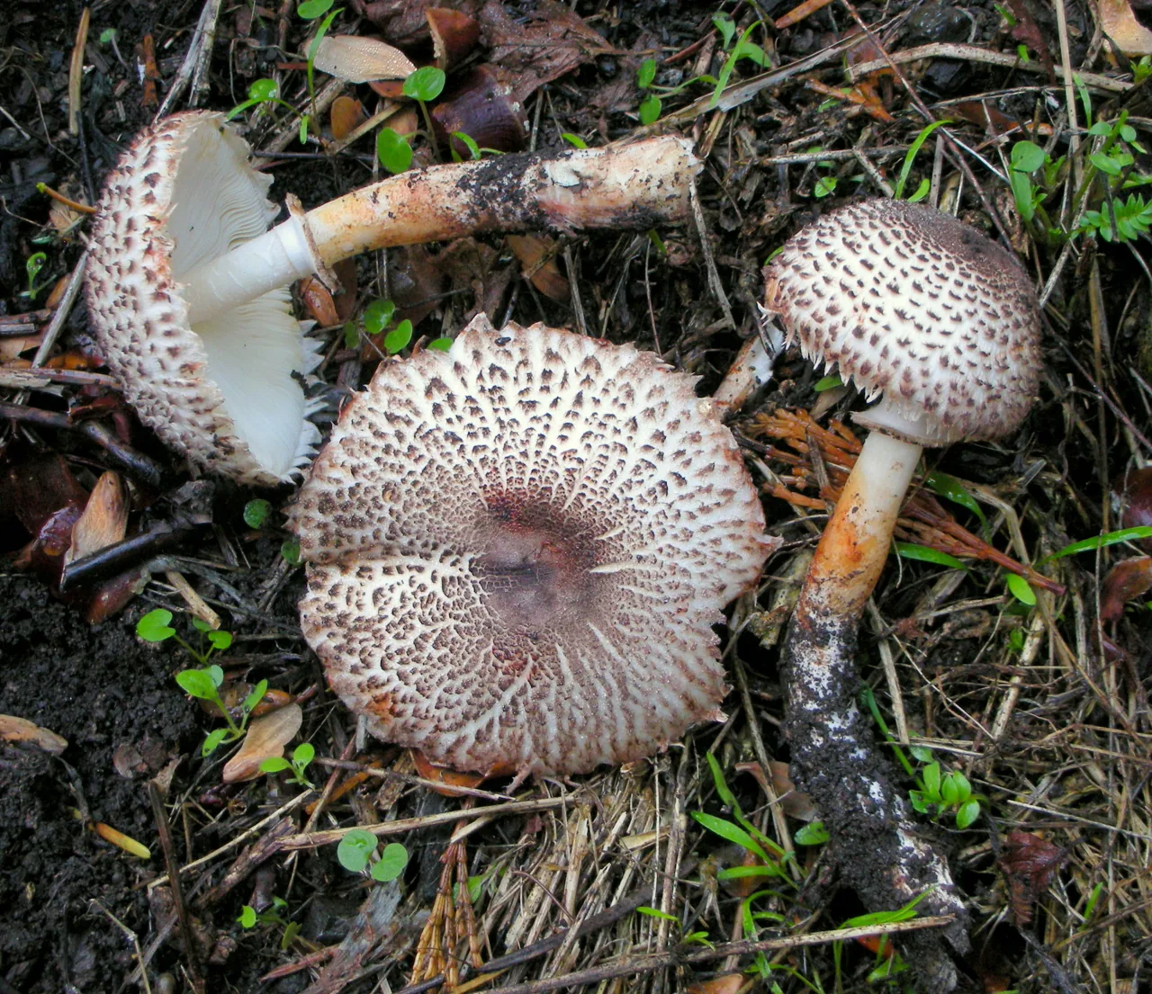 Leucoagaricus erythrophaeus (Leucoagaricus erythrophaeus) — photo mycologique