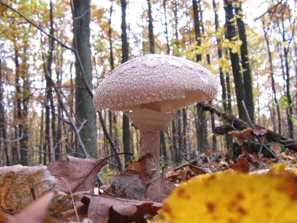 Leucoagaricus rubroconfusus (Leucoagaricus rubroconfusus) — photo mycologique