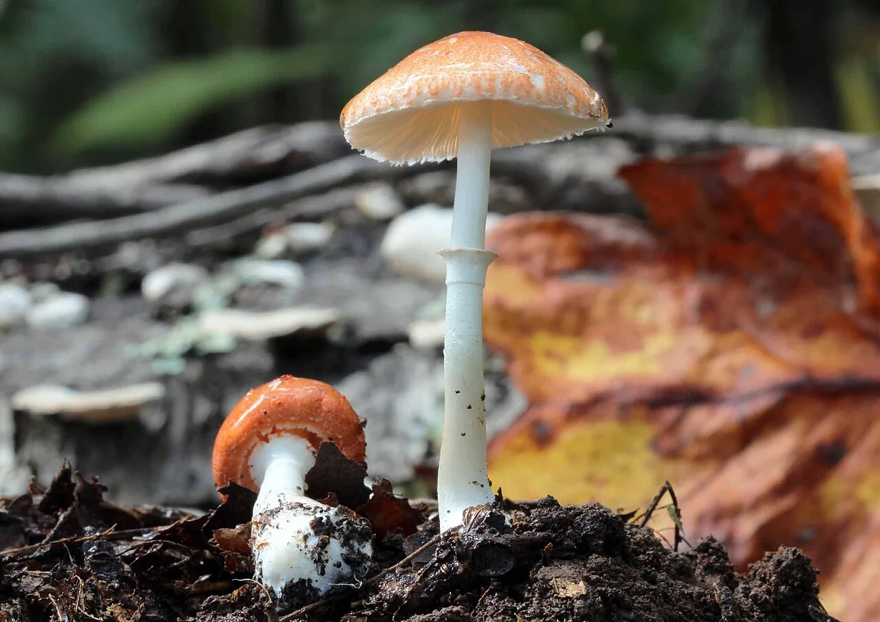 Leucoagaricus rubrotinctus (Leucoagaricus rubrotinctus) — photo mycologique