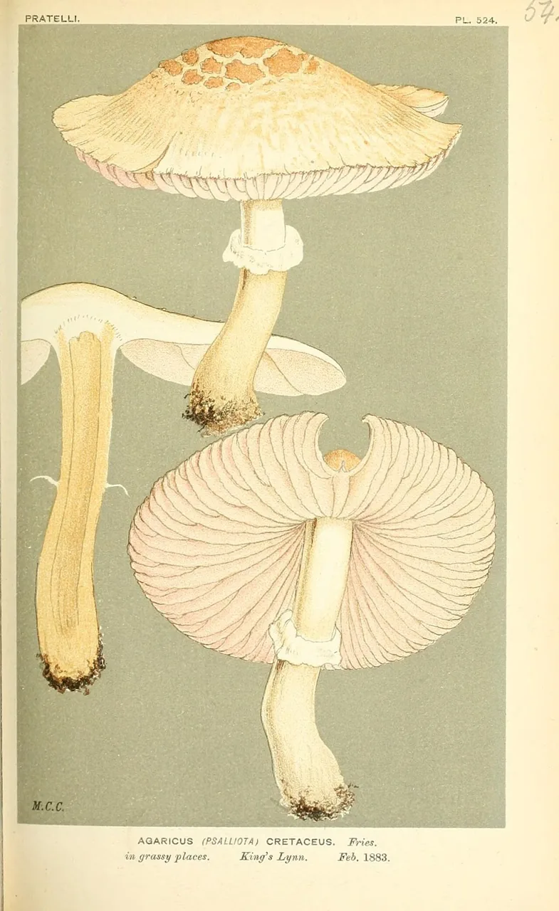 Leucoagaricus subcretaceus (Leucoagaricus subcretaceus) — photo mycologique