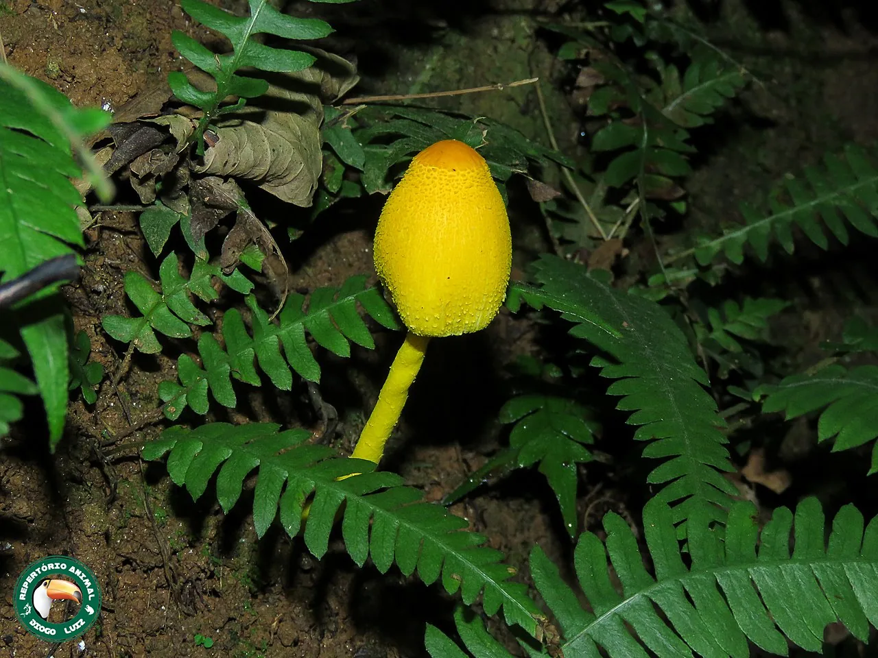Leucocoprinus brunneoluteus (Leucocoprinus brunneoluteus) — photo mycologique